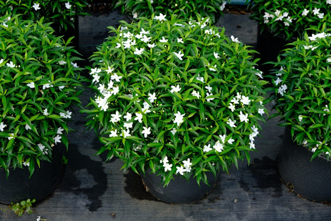 珍珠狗牙花株型稳定密实自然成球花期为整个热季