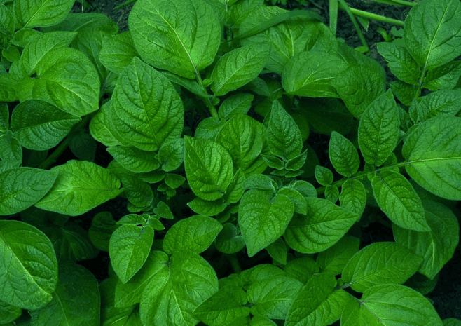 packagingogradaogradaisaharmlessnaturalgardenpestcontro