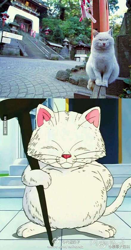龙珠里的仙猫