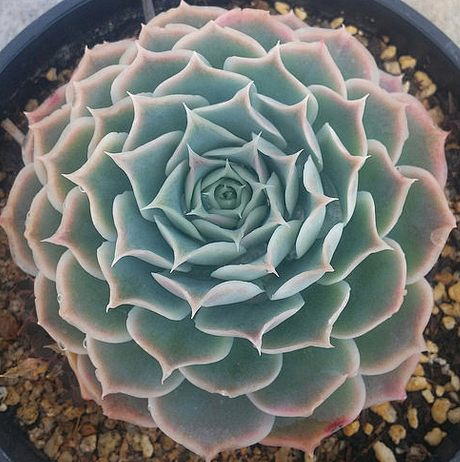 jgp2gpia从蝴蝶33a转采于2017-03-18 01:42:00蓝丝绒多肉jgp2gpia该