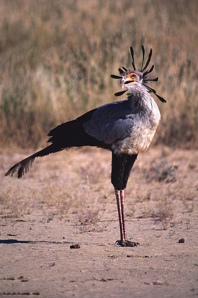 鹰形目蛇鹫科蛇鹫属蛇鹫