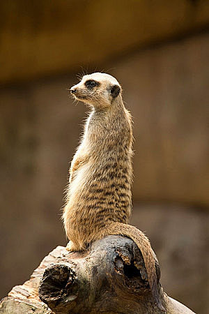 花瓣chrome扩展采集于2018-04-29 10:07:14长度图片_全景网鼠鼬中伤