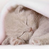 懒づ猫