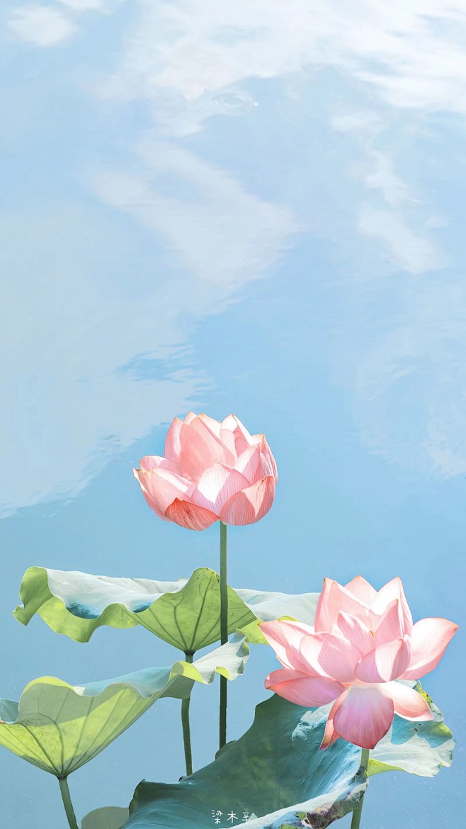 荷叶荷花