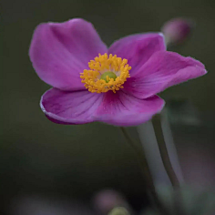 ·菩提心·采集到《花影迷离》