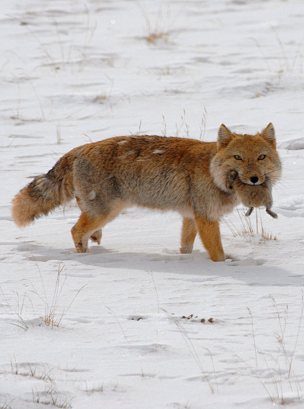 食肉目犬科狐亚科狐属藏狐