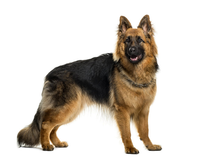 德国牧羊犬狗