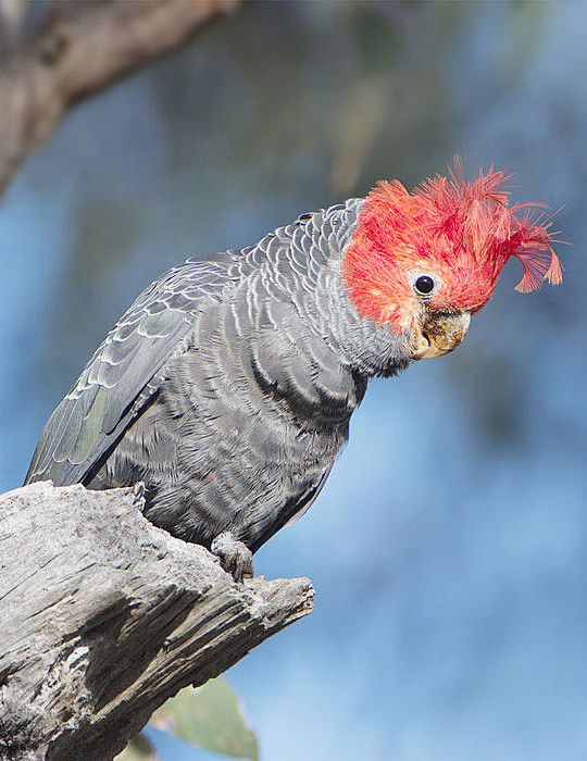 鹦形目凤头鹦鹉科红冠灰凤头鹦鹉