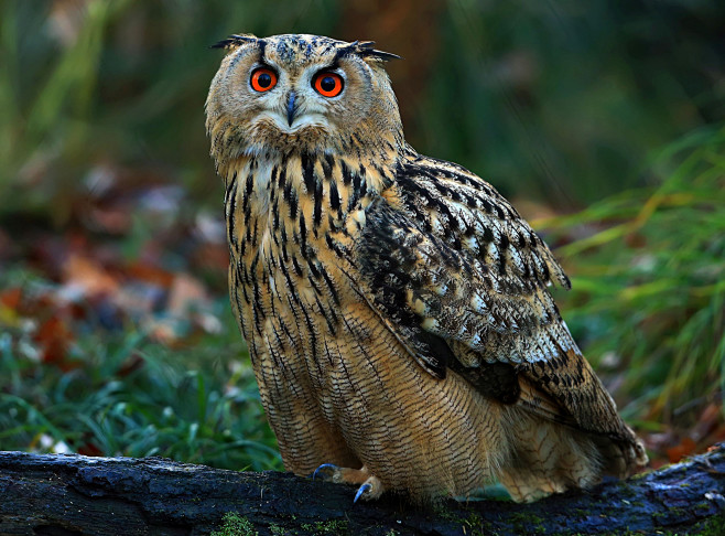 雕鸮bubo bubo 鸮形目 鸱鸮科 雕鸮属 eagle owl by loramulle on 500