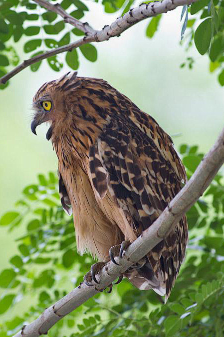 鸮形目鸱鸮科所罗门鸮属马来渔 