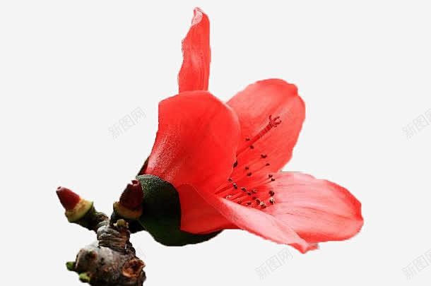 一朵向左盛放的红色木棉花实物带高清素材一朵向左盛放的红色木棉花