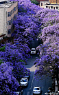昆明蓝花楹
城内的蓝花楹纷纷盛开着蓝紫色的花朵。春风拂过，阵阵花雨，如梦如画、如烟似霞，为城市增添了一抹浪漫的色彩。 ​​​​