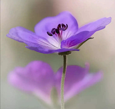 ·菩提心·采集到《花影迷离》