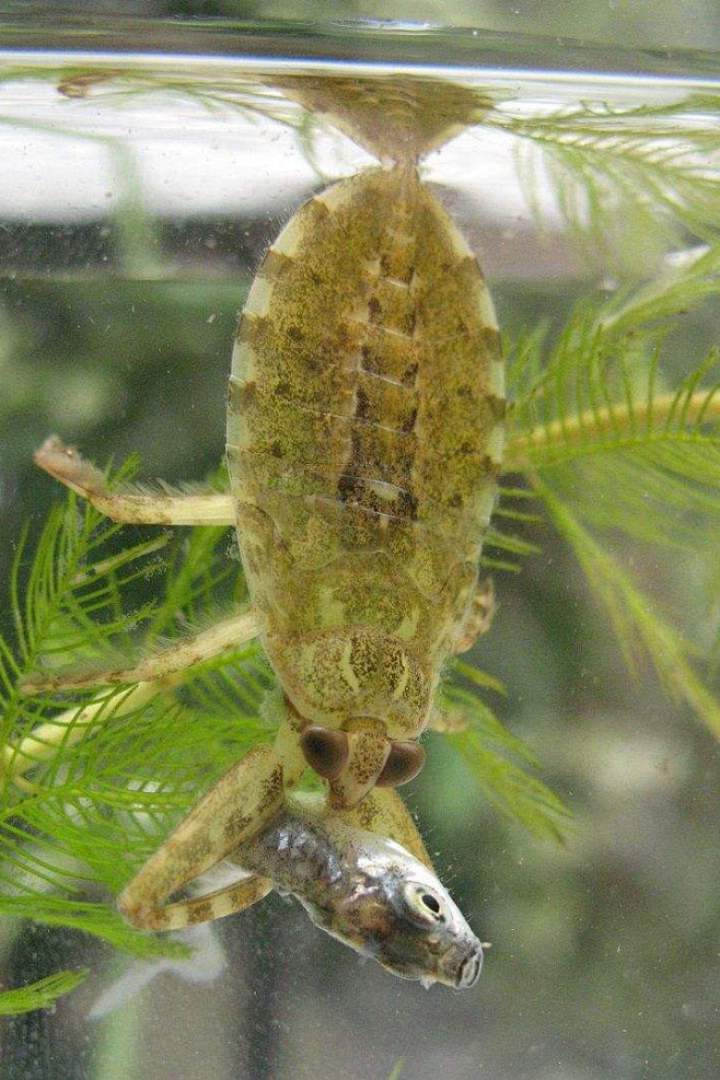 半翅目隐角亚目负子蝽科田鳖科负子蝽