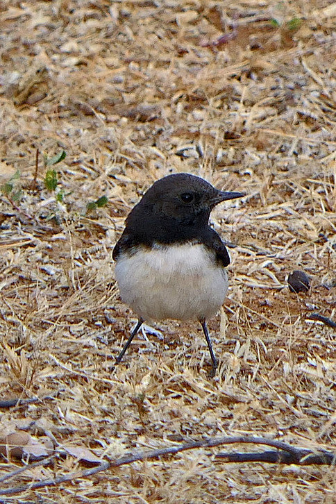 雀形目鹟科鵖属东方斑鵖