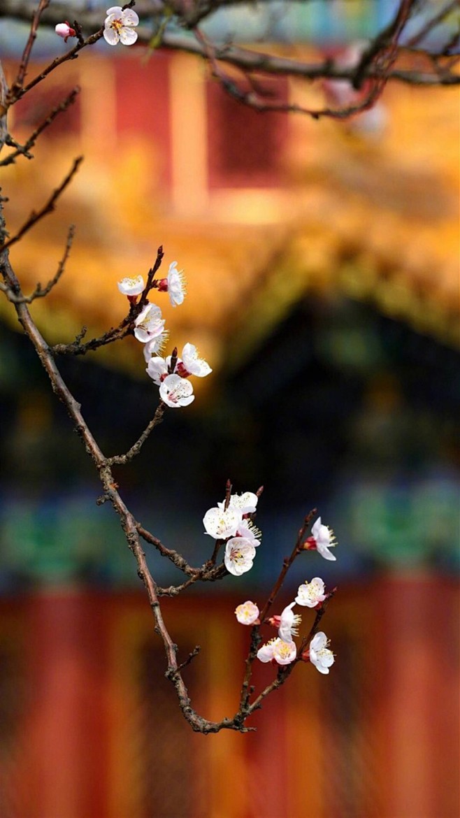故宫与梅花
