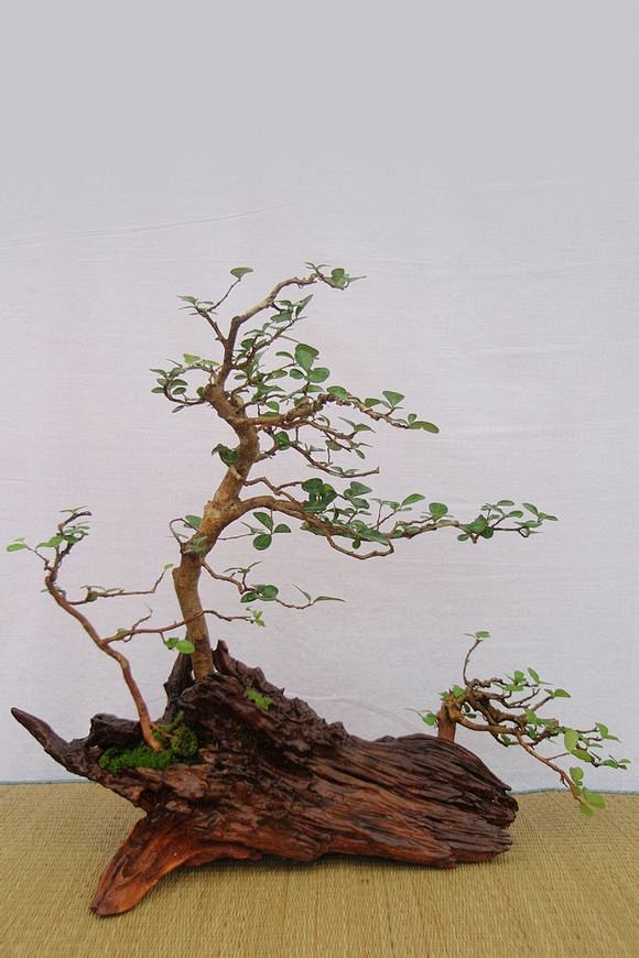 我先抛砖引玉大家踊跃传上不用紫砂盆的盆景酒瓶石片树根盆景吧百度