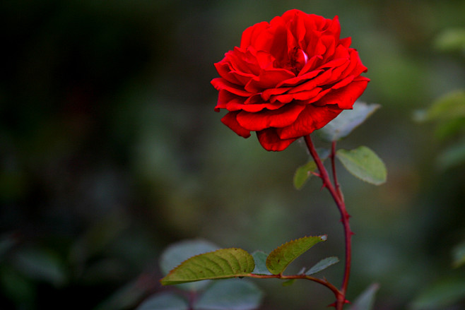 22:59:54带刺的夜の野玫瑰花的世界六月幽雪同采自image