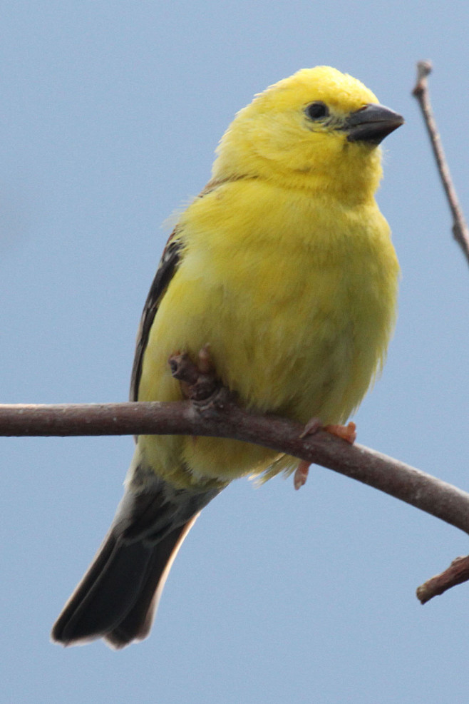 雀形目雀科雀属金麻雀