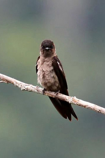 19:35:55雀形目·燕科·白腿燕属:白腿燕鸟儿紫色曼陀罗雅轩画廊该