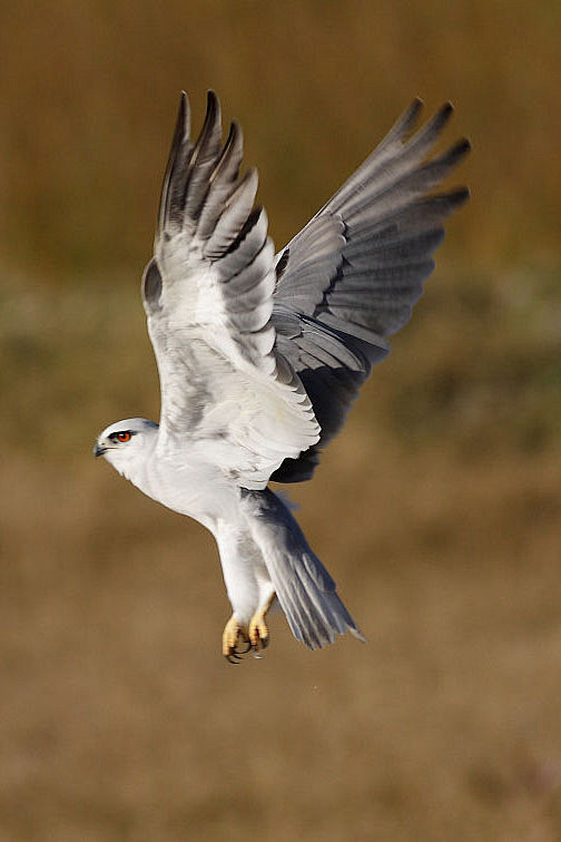 鹰形目鹰科黑翅鸢属黑翅鸢