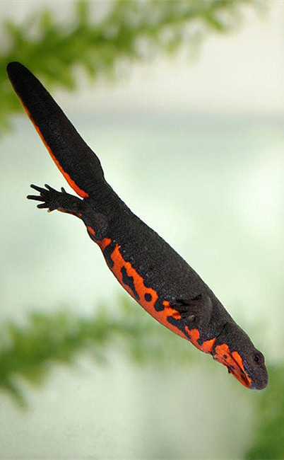 东方蝾螈两栖纲国家三级保护动物