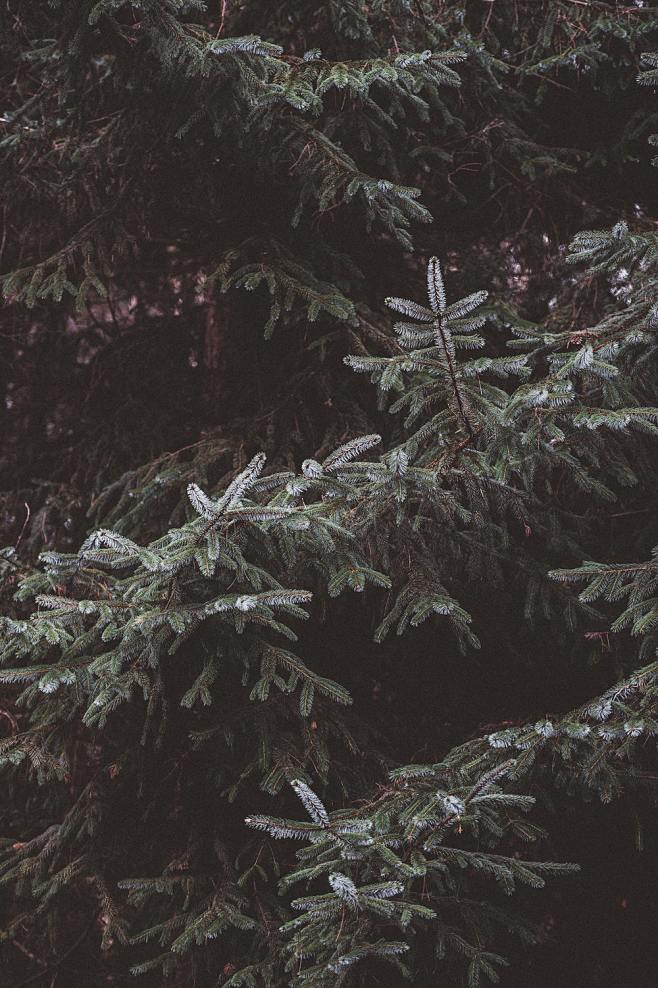 shallowfocusphotooftree