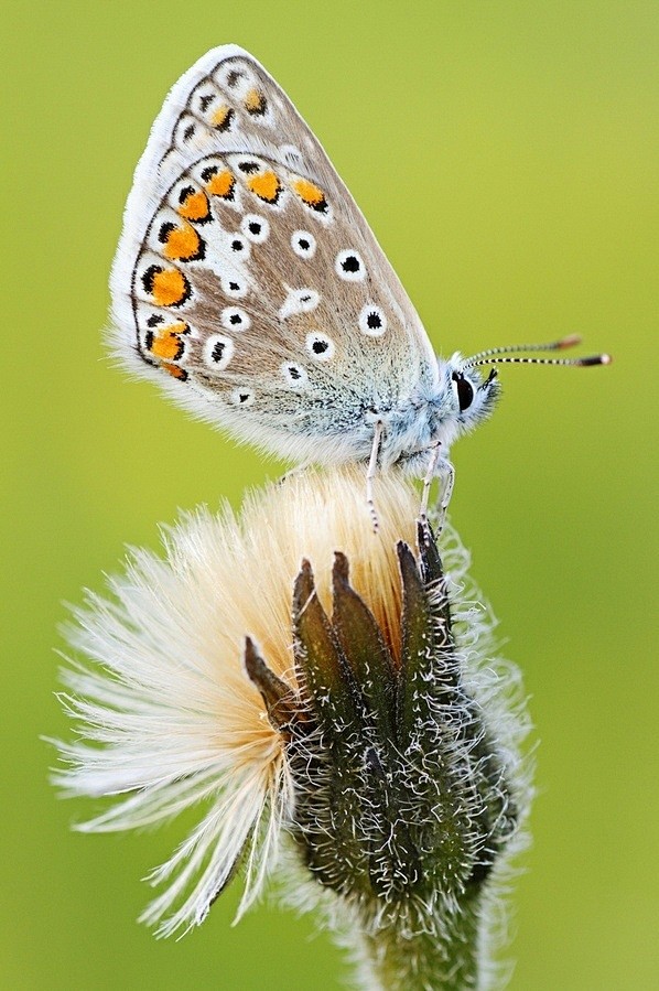 野生动物合集三十一butterfly蝴蝶2