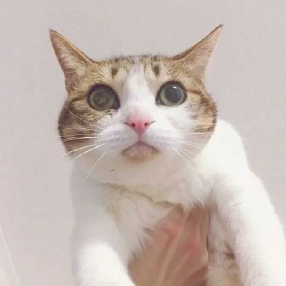 WUZY
