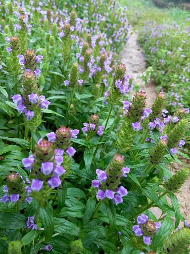 夏枯草林风花友提供图片香草类植物花友交流群