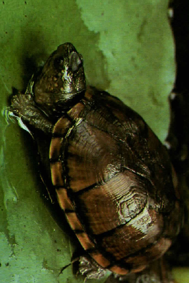 曲颈龟亚目动胸龟科动胸龟