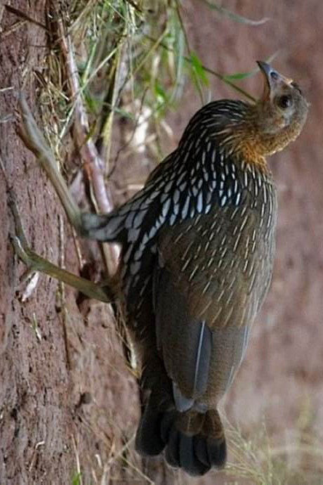 鸡形目雉科原鸡属绿原鸡雌