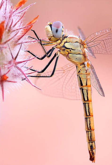 蜻蜓几条腿正确图片图片