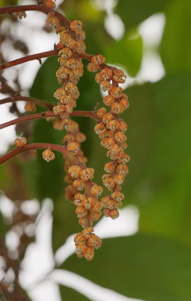 水銀燈从螺钉炒米转采于2021-08-23 09:59:41木奶果花草水銀燈该采集