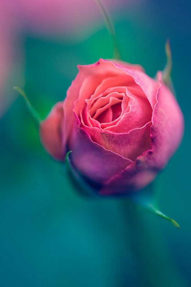 花中意境朦胧恬静希望最近焦躁的心情能平静下来像花般优雅祥和