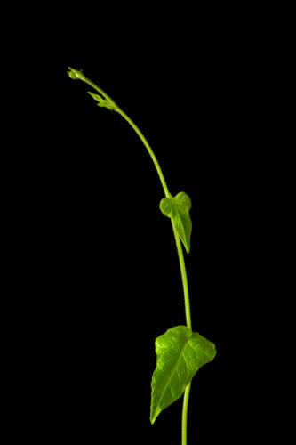 333_500竖版 竖屏gif 动态图 动图