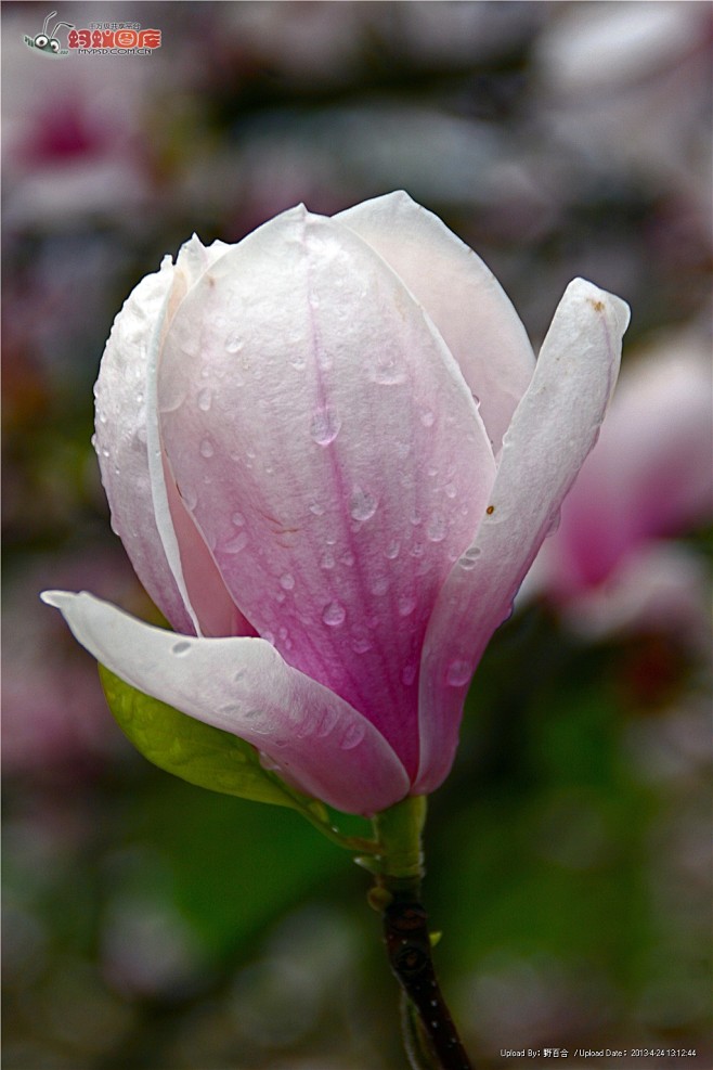 玉兰花摄影图片素材