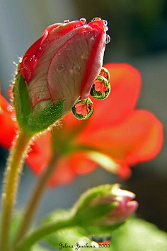露珠-花瓣网|陪你做生活的设计师 | 来自相册