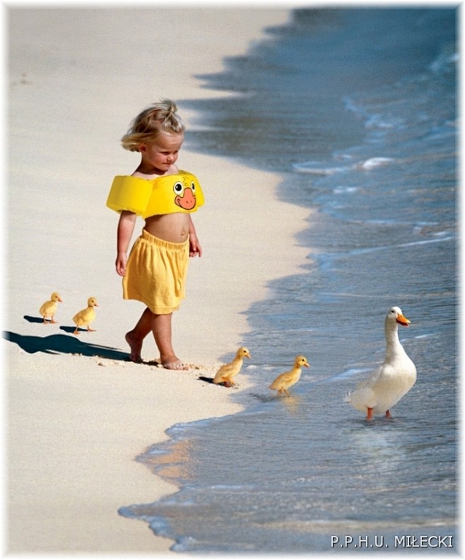 学小鸭子走路好温馨的画面人与动物和谐相处