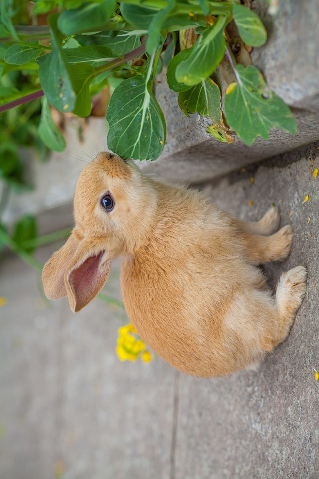 兔形目古兔亚科穴兔属多瓦夫兔