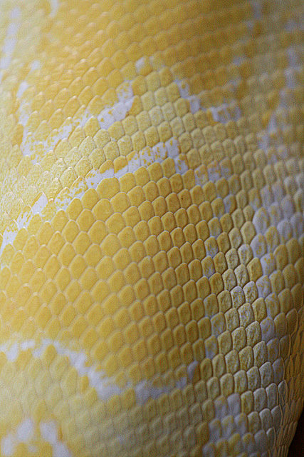 爬行动物鳞片之美鲜艳蛇鳞启发早期艺术