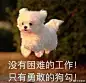 小狗爱吃甜甜圈