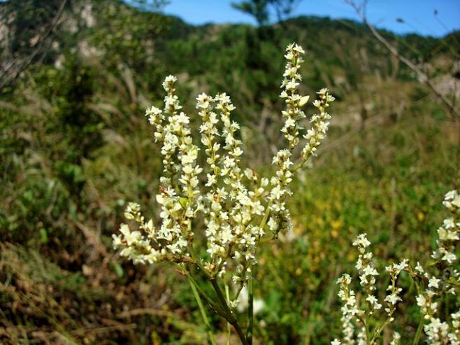 蓼科蓼属高山蓼686514