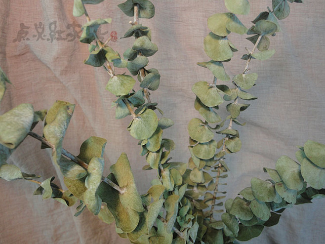 尤加利叶铜钱桉天然干枝插花室内软装摆设艺术干花拍摄道具淘宝网