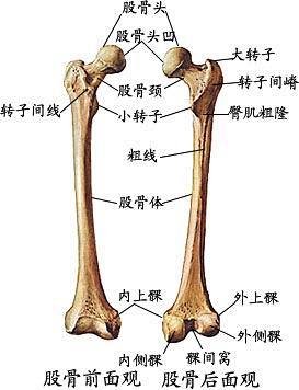 股骨头在什么位置图解图片