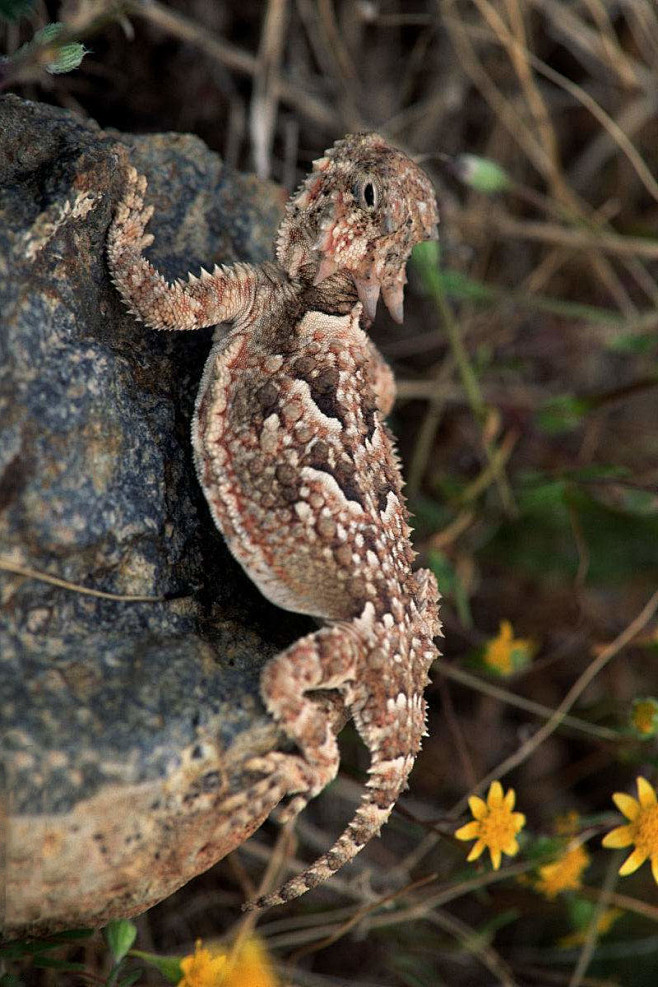 蜥蜴目美洲鬣蜥科角蜥属沙漠角蜥