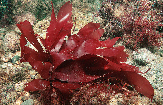 红藻