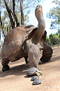 “三代同堂”的加拉帕戈斯象龟