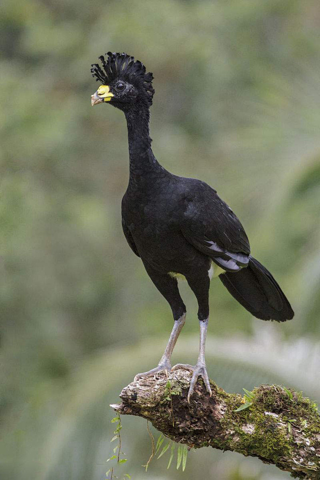 鸡形目凤冠雉科凤冠雉属大凤冠雉