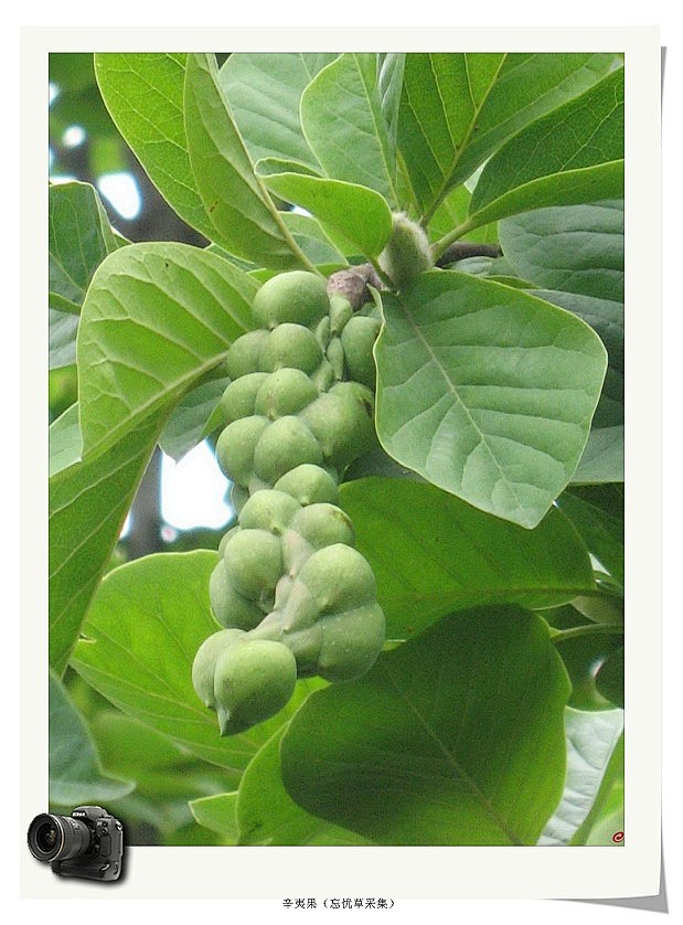 辛夷又名木笔花望春花玉兰花为木兰科落叶灌木植物辛夷的花蕾性温味辛